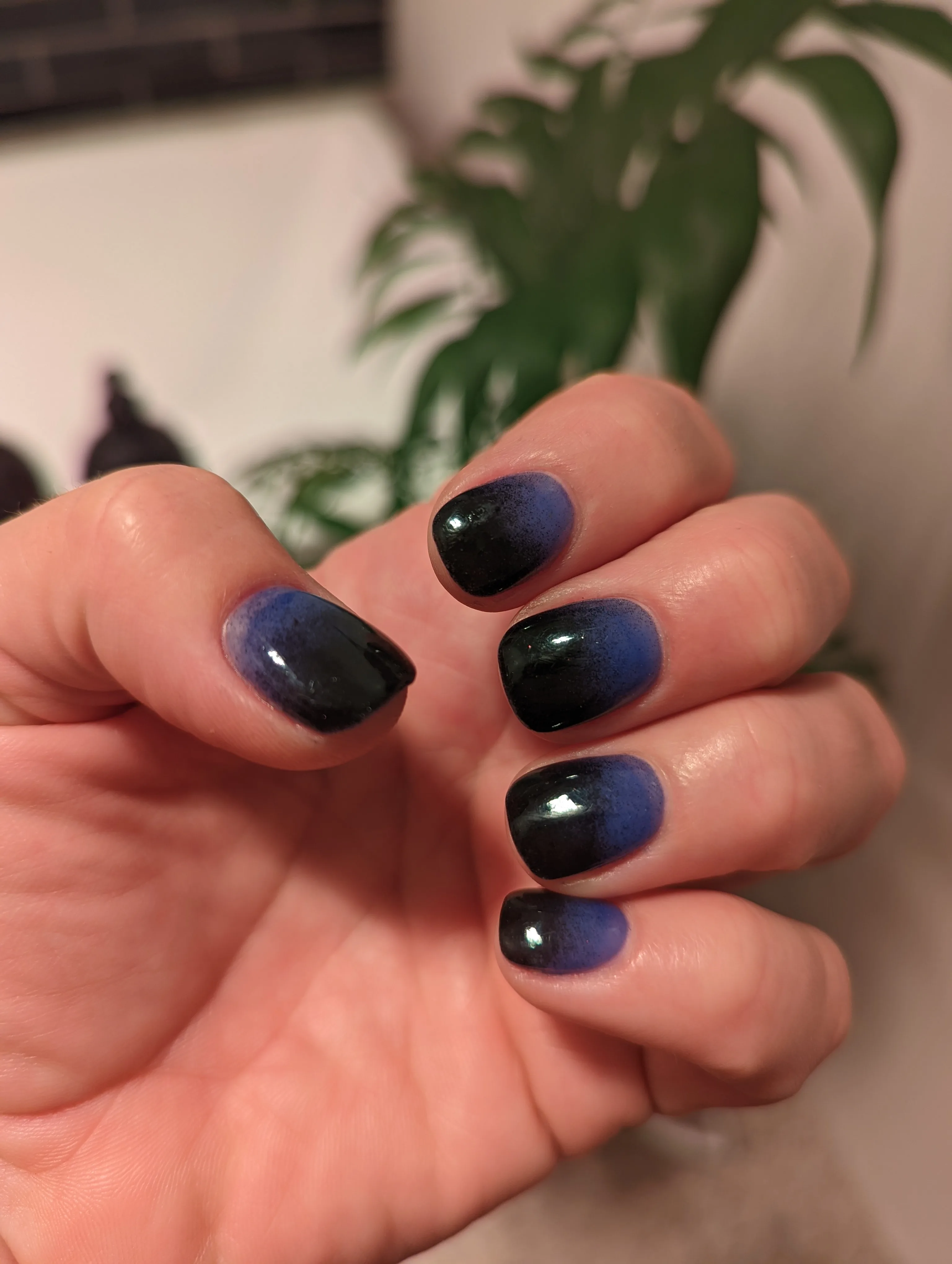 Blue-to-black ombre short nails with a potted palm in a studio corner behind