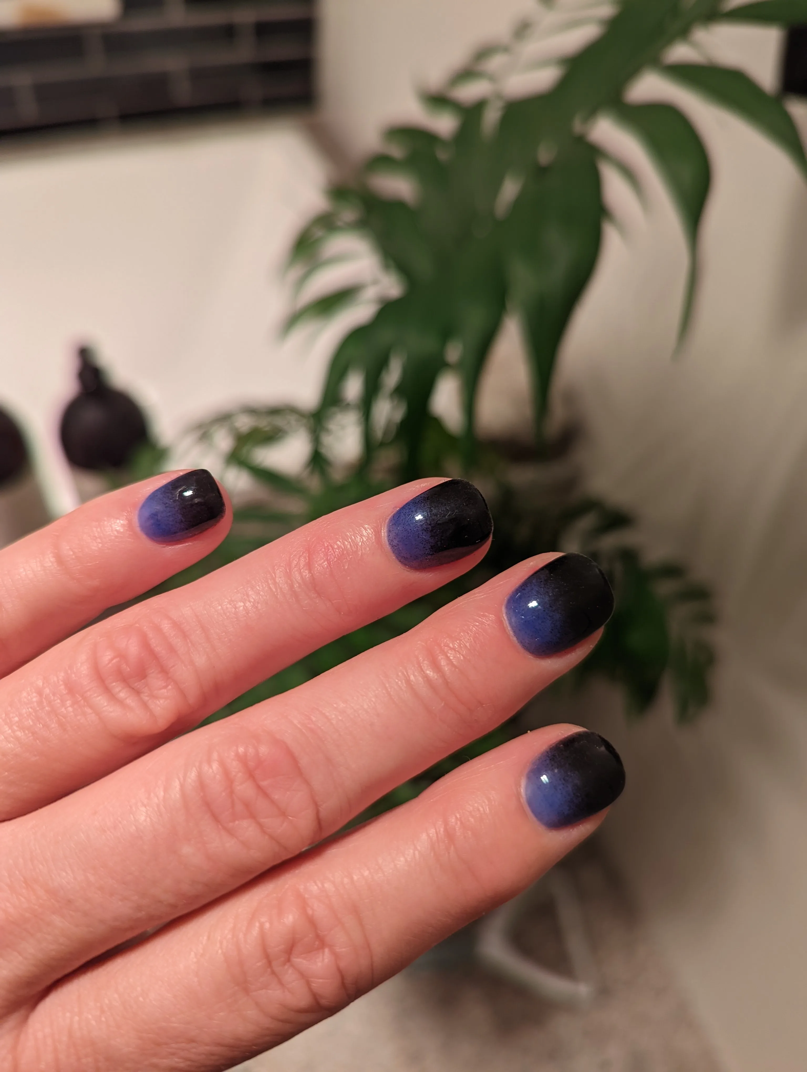 Blue-to-black ombre short square nails with a houseplant in the background